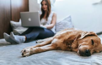 7 Pet-Friendly Interior Design Tips for a Stylish and Functional Living Space