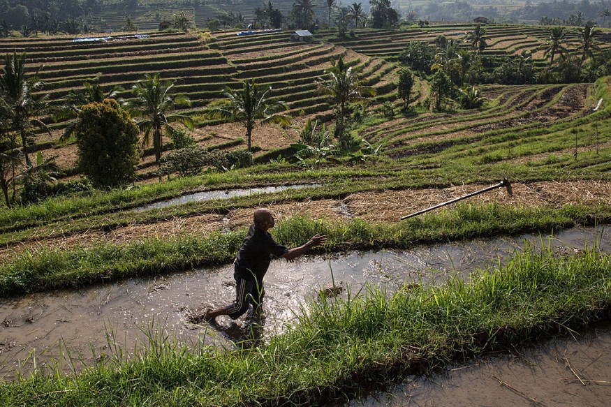 Jatiluwih Rice Farmers Prepare For The Worst As El-Nino Looms
