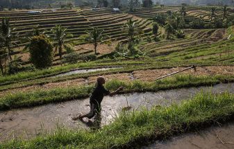 Jatiluwih Rice Farmers Prepare For The Worst As El-Nino Looms