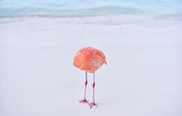 Real Flamingo Photo Wins AI Prize, Stirs Controversy at 1839 Awards