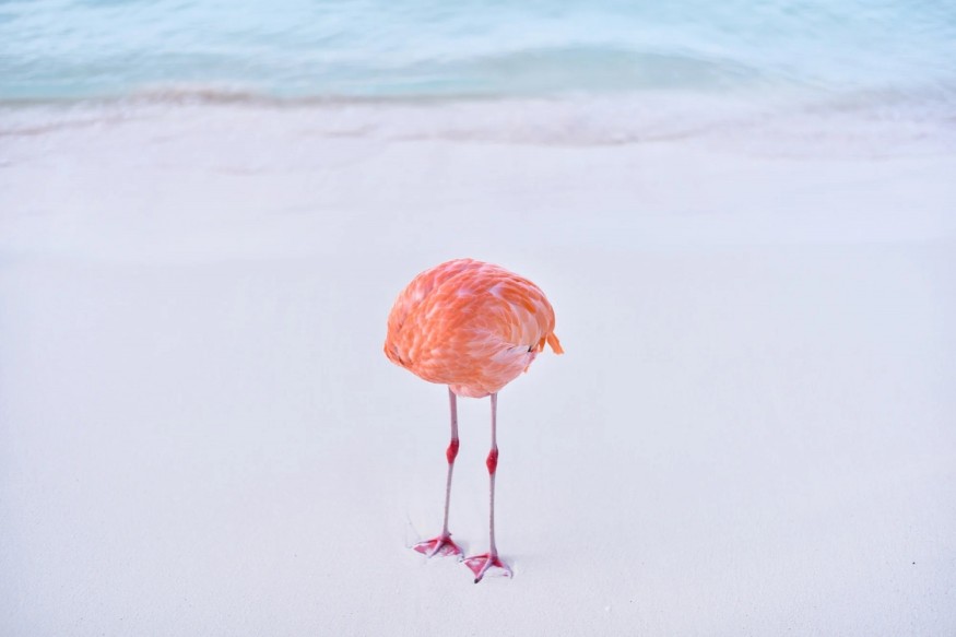 Real Flamingo Photo Wins AI Prize, Stirs Controversy at 1839 Awards
