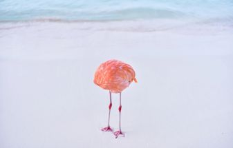 Real Flamingo Photo Wins AI Prize, Stirs Controversy at 1839 Awards