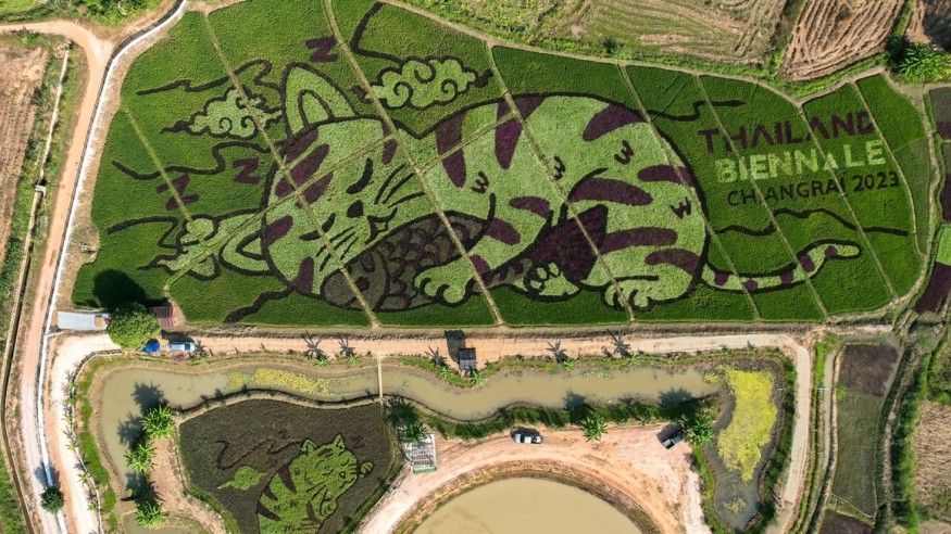 Thai Farmer Transforms Rice Fields into Cat-Themed Art: A Fusion of Tradition, Technology, and Tourism
