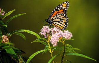 Unveiling the Green Canvas: Gardening Trends for 2024